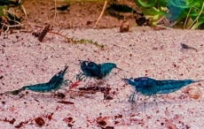 High Grade - Blue Dream aquarium shrimps, Neocaridina